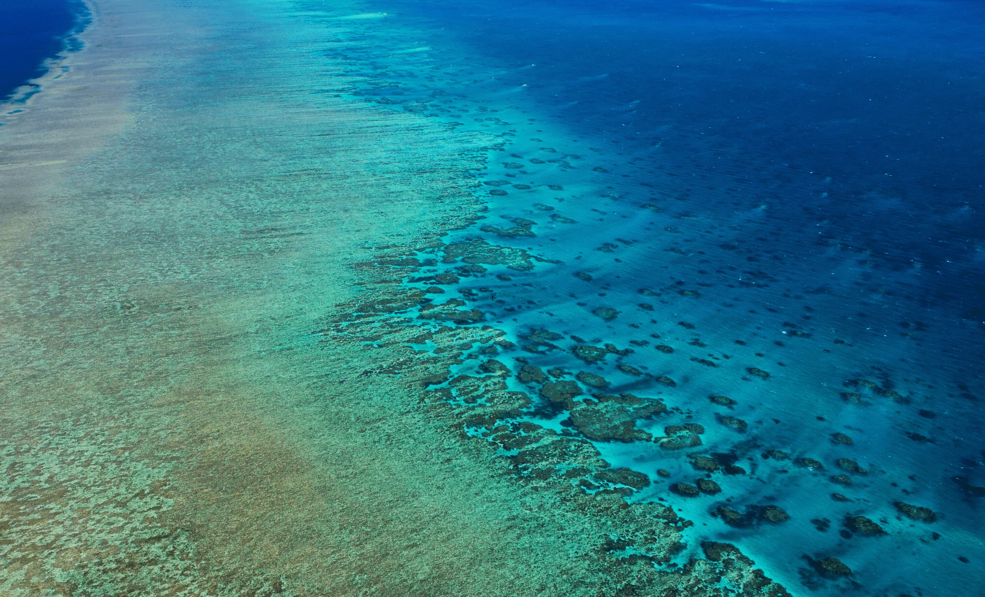 Dərin dəniz canlılarının həyatını formalaşdıran gizli sədlər üzə çıxdı