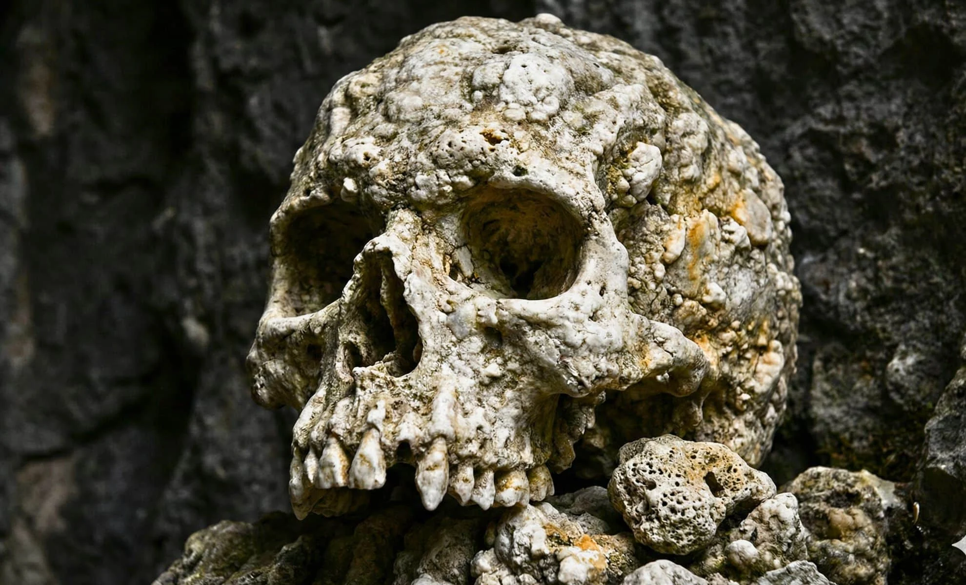 130 min illik kəllə Neandertalların burun sirrini açdı