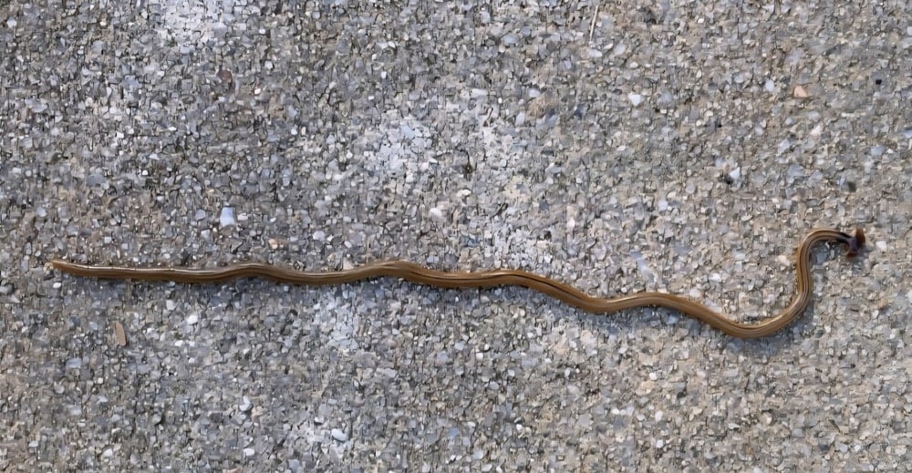 Zəhərli elan edildi: Məhv etməyin çağırışı