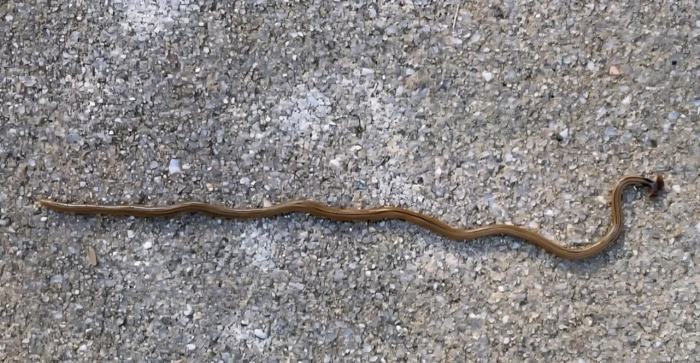 Zəhərli elan edildi: Məhv etməyin çağırışı