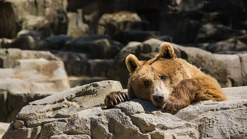 Birja: Nasdaq Yüksəlir, Dollar General Sıxrayış Edir, Robinhood Kritik Səviyyədə