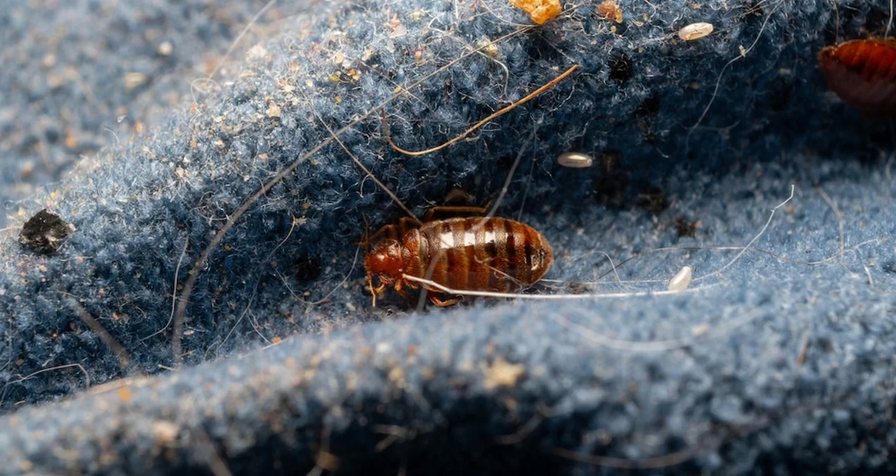 Gözlənilməz Laboratoriya Tapıntısı: Taxtabitiləri Qısa Müddətdə Yox Etməyin Təsirli Yolu!