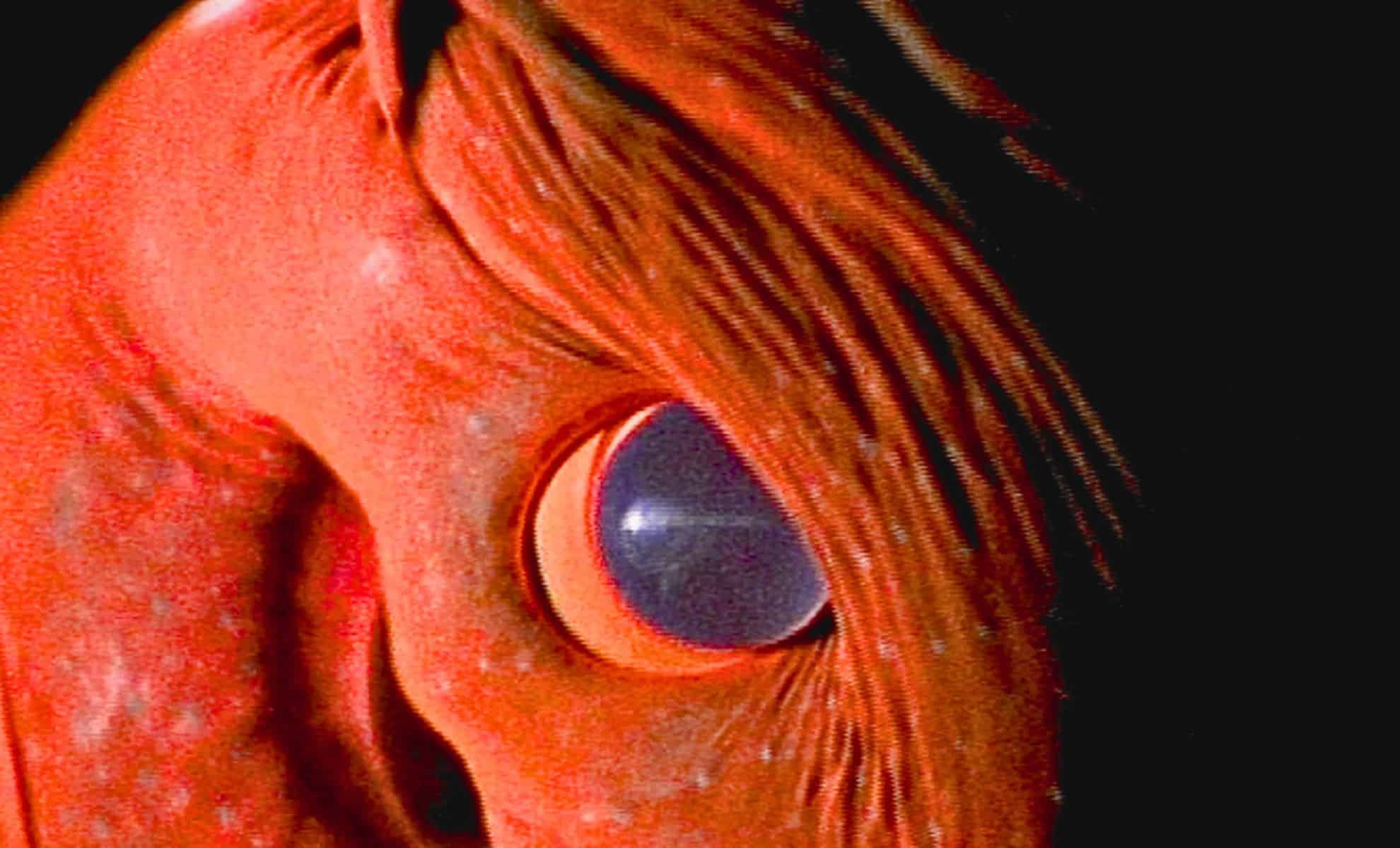 Nadir Dərin Dəniz Kadrları 'Vampir' Məxluqu Üzə Çıxardı: Xüsusiyyətləri Hələ Də Sirr