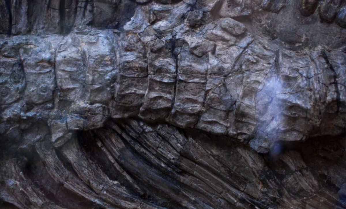 Çində tikinti zamanı 28 metrlik nəhəng dinozavr aşkarlandı