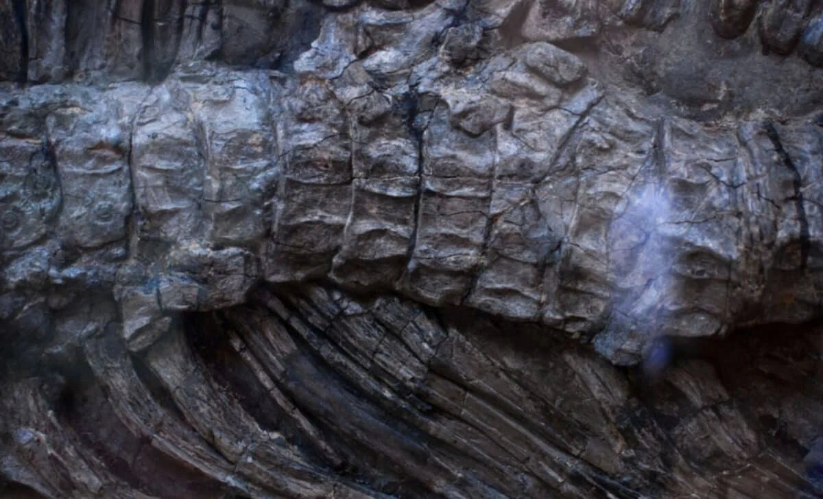 Çində tikinti zamanı 28 metrlik nəhəng dinozavr aşkarlandı