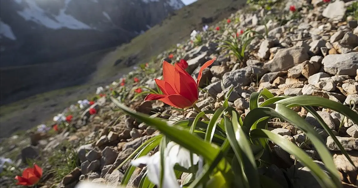 2026-cı ilin cəmrə təqvimi: İlk cəmrə nə vaxt düşəcək