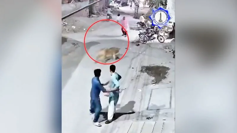 Pakistanda Aslan Saxlayanlar Həbs Edildi Qadın və Uşaqlara Hücum