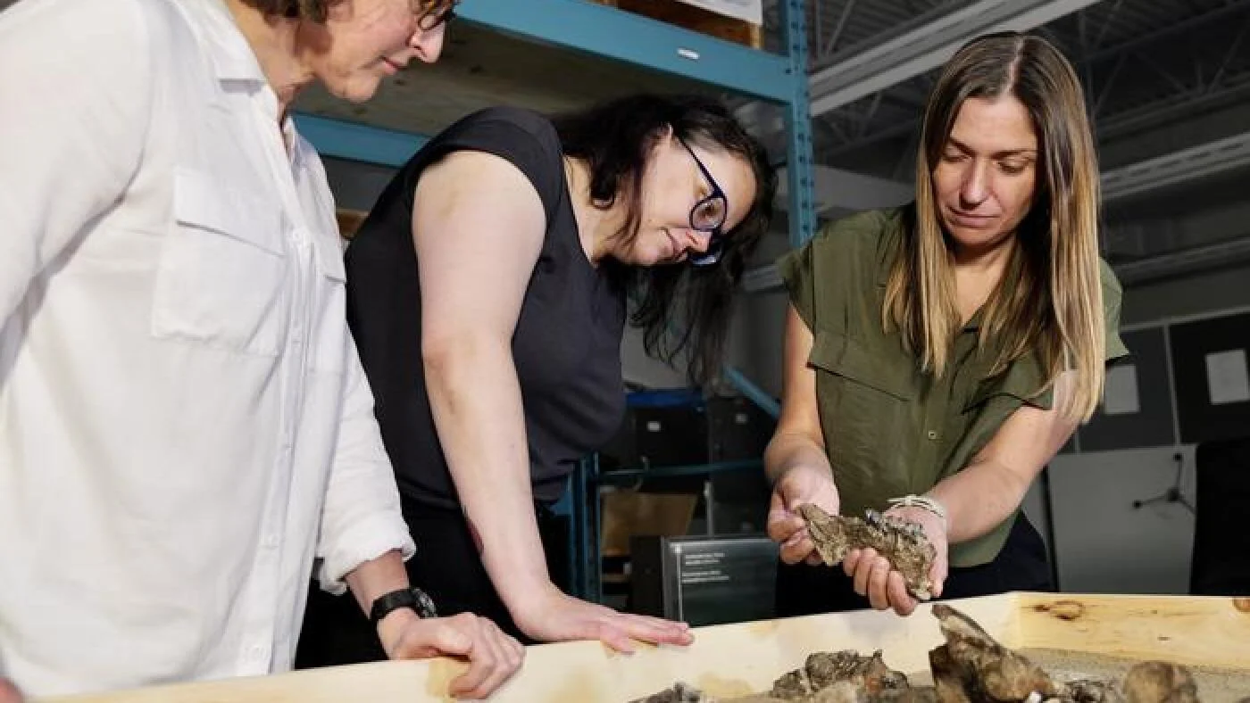 Arktik kərgədanı qədim miqrasiya biliklərini yenidən yazır