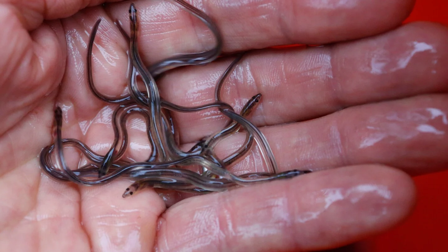 Suşi üçün vacib ilanbalığı populyasiyası azalır: Yeni ticarət məhdudiyyətləri dəf edildi