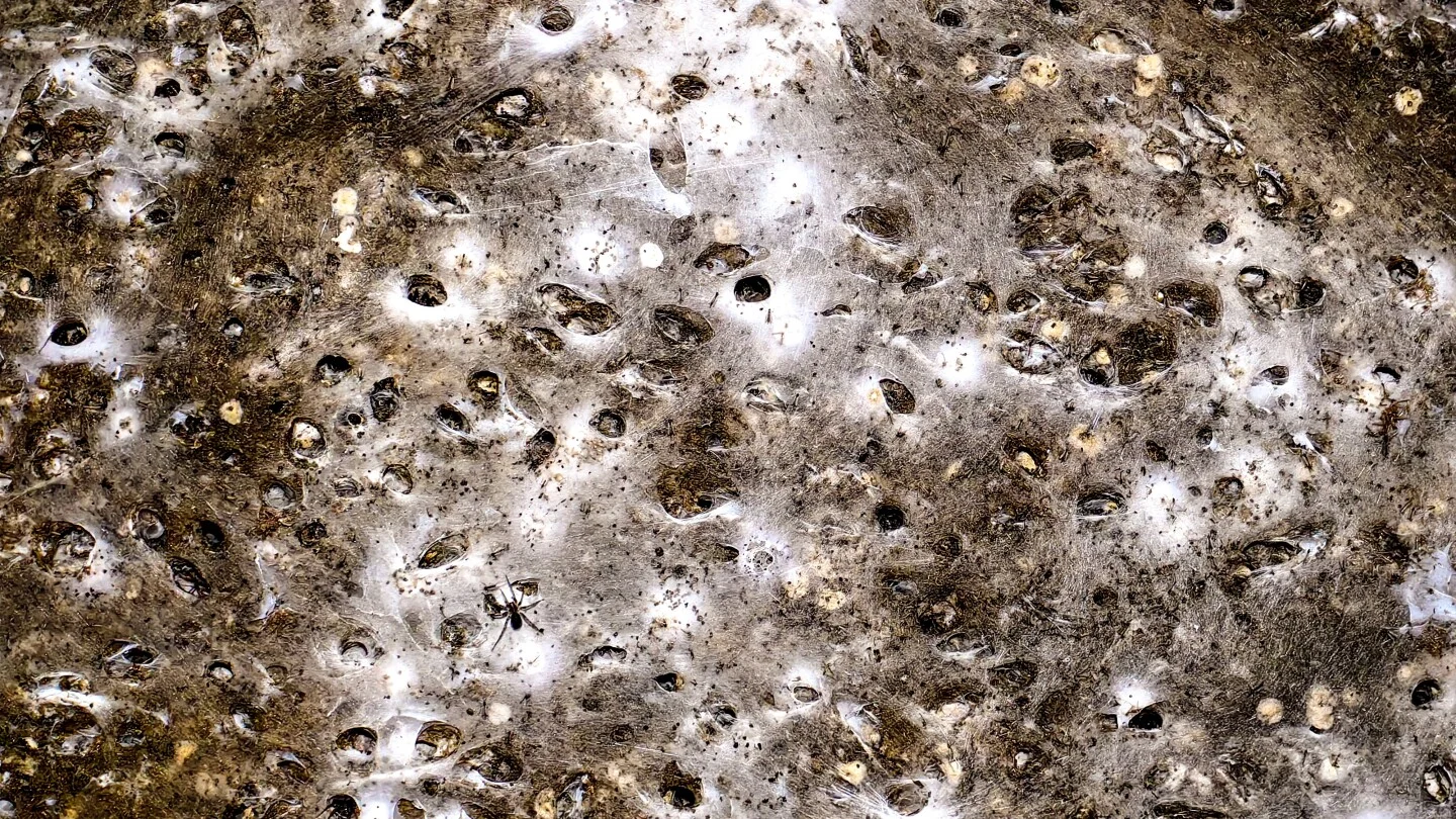 Hörümçəklərin nəhəng toru birgə yaşayanların təəccüblü qaynar həyatını aşkar etdi