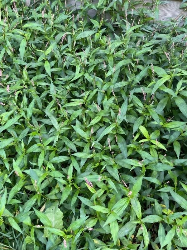 Həyətindəki məsum bitki bəla imiş: Görənlər ev sahibinə xəbərdarlıq etdi