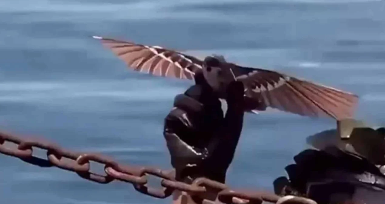 ABŞ-ı narahat edən Çin dronu: “Kiçik Şahin” radarlara görünməzdir