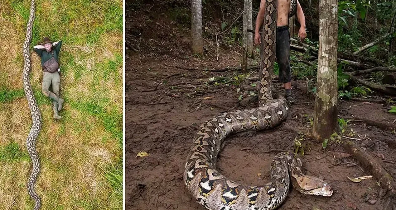 İndoneziyada 7 metrdən artıq uzunluğa malik dünyanın ən uzun ilanı tapılaraq dünya rekordunu qırdı